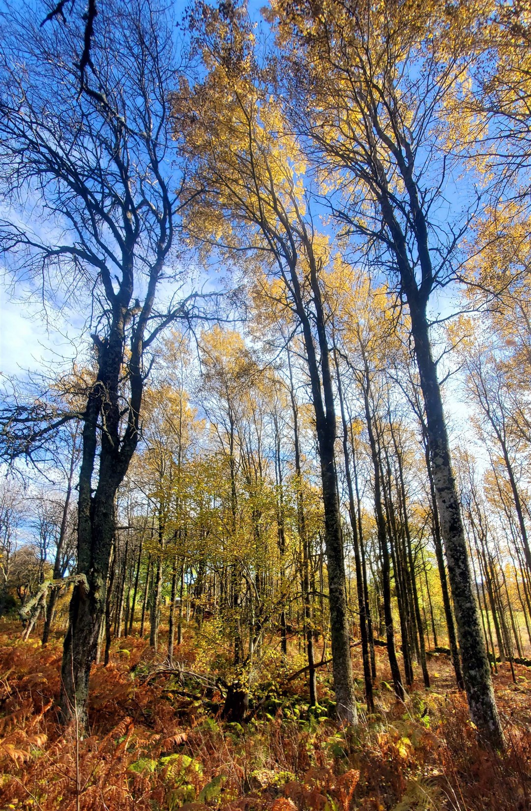 Beautiful sight: an aspen wood in the Cairngorms (Trees for Life)