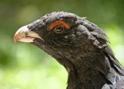 Capercaillie and other protected species in the Cairngorms need protecting, agree gamekeepers