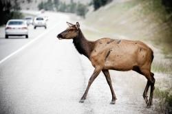 Deer are more likely to be in the road at this time of year