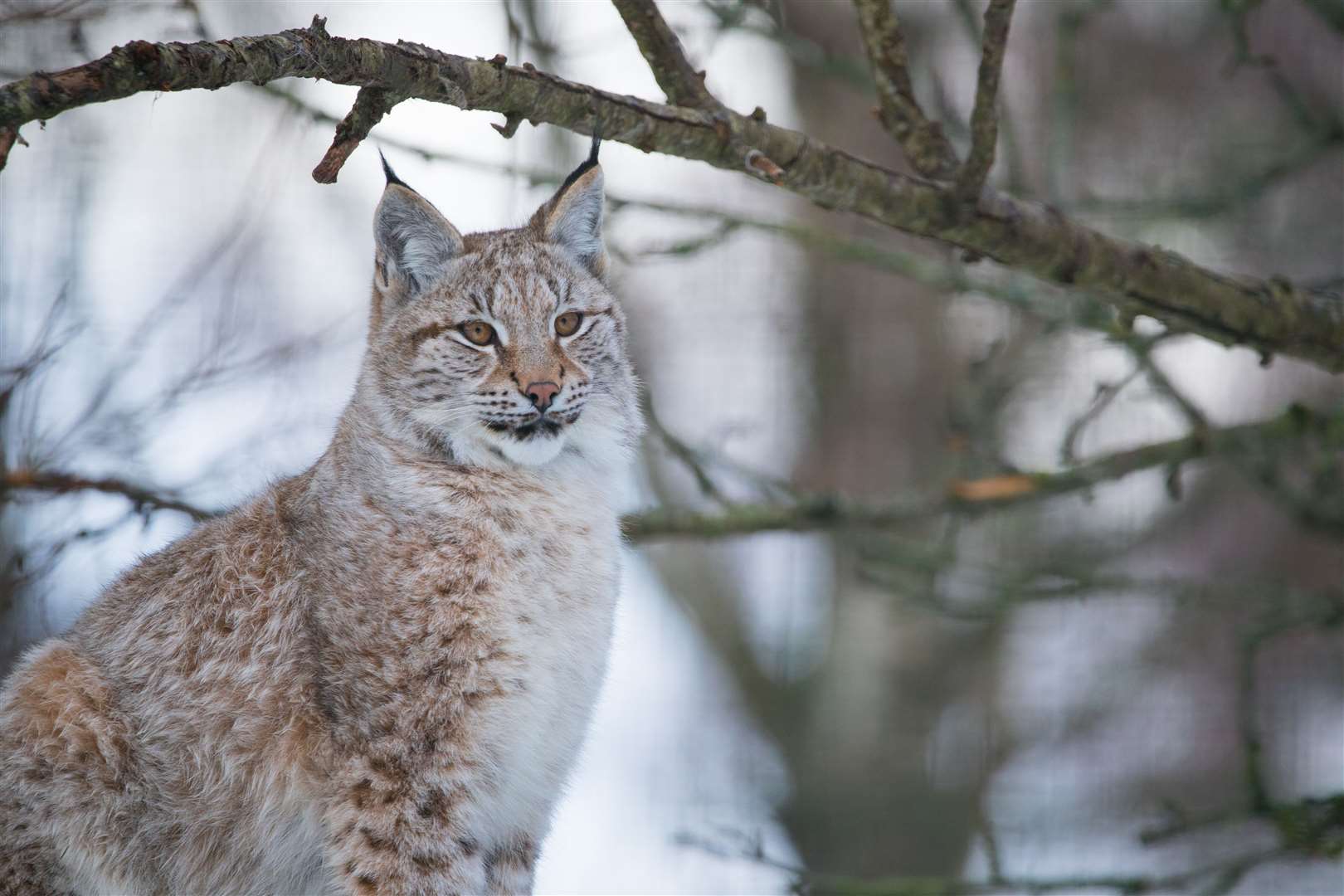 Experts to discuss the reintroduction of Eurasian lynx to Scotland