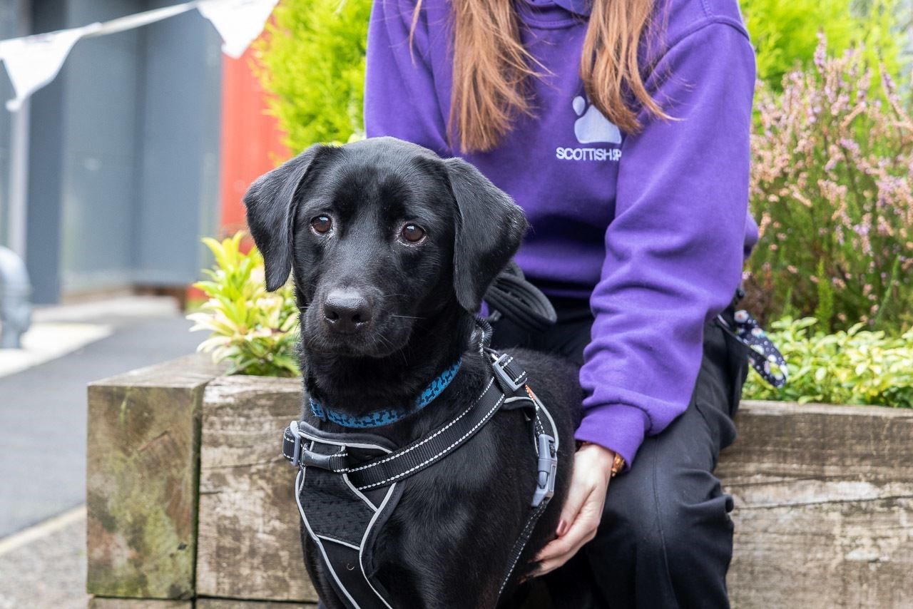 A dog waiting to be rehomed by the Scottish SPCA.