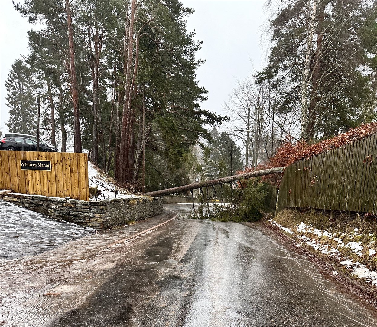 Kincraig: The Brae blocked by fallen pine