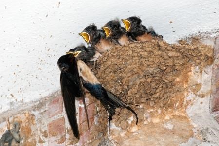 A swallow feeds her brood