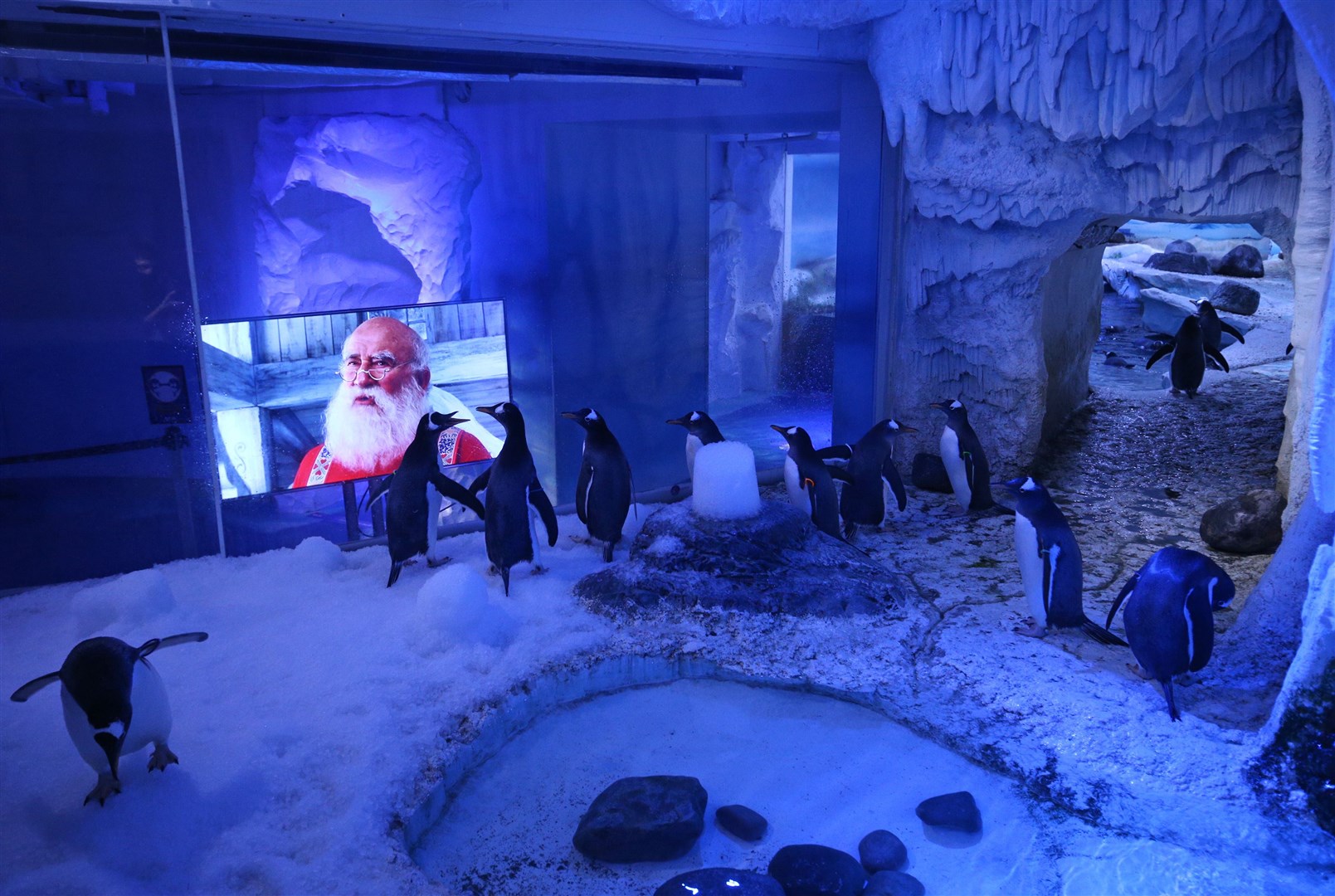 The penguins can enjoy a Christmas movie (Yui Mok/PA)