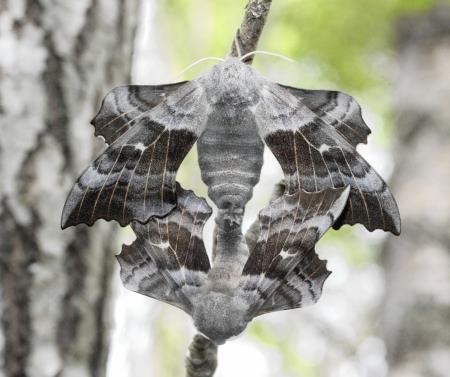 A pair of popular hawk moths on aspen (Badenoch and Strathspey Conservation Group)