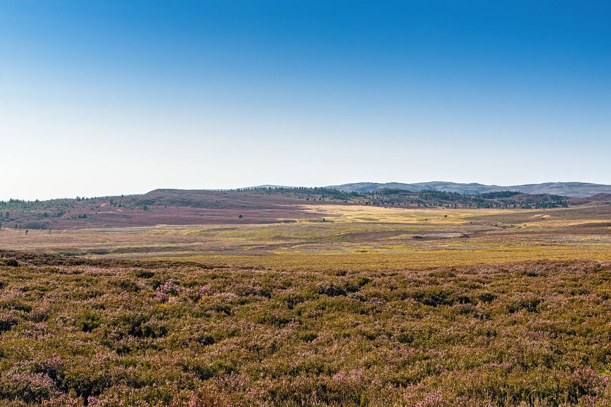 Calthorpe's moorland in the Cairngorms
