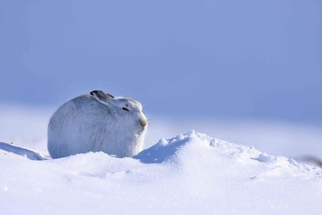 Volunteers wanted for national survey on the numbers of Scottish Mountain Hares.