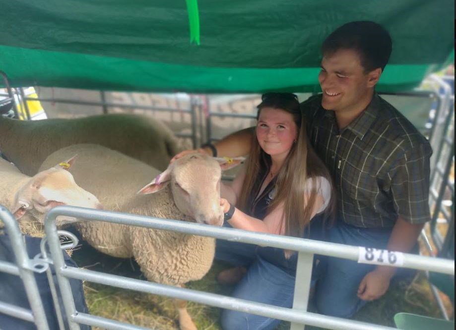 Sheep numbers are at a record level at this year's show.