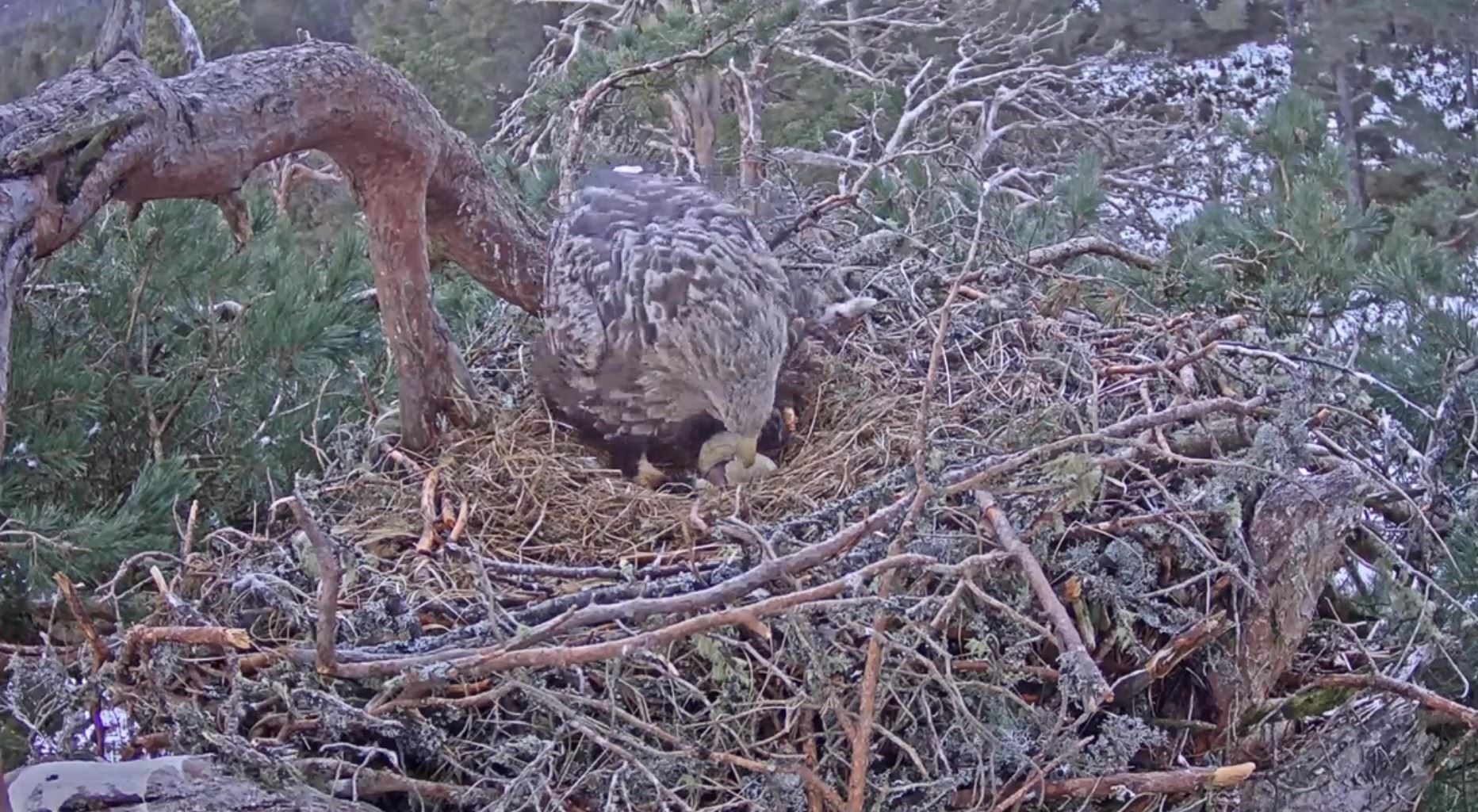 Today's images have caused a sensation across the bird-loving world (RSPB Scotland)