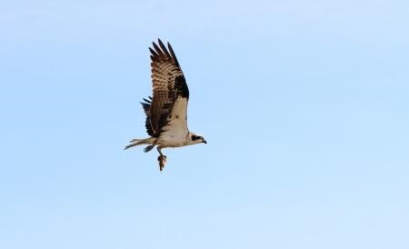 The Loch Garten family of four have now flown the nest