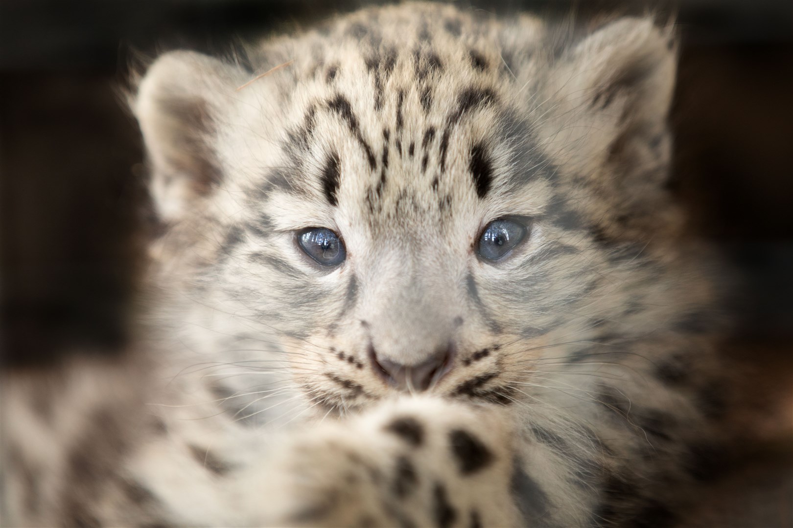 Hello world! Pic: Sian Addison, RZSS