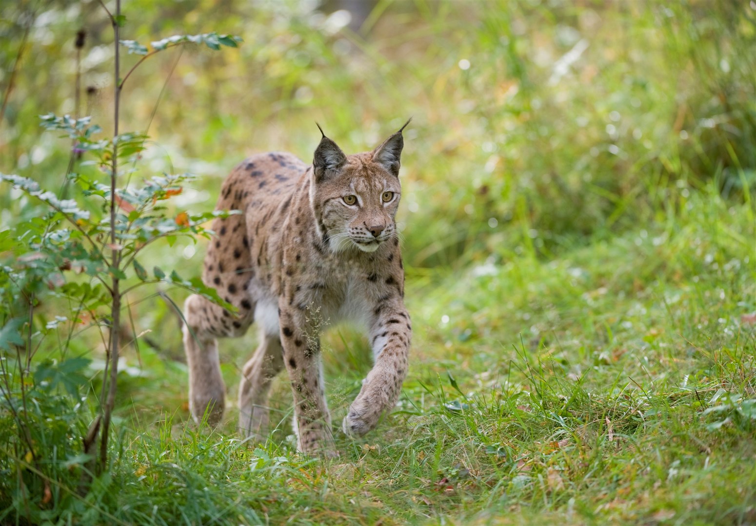 The debate over the return of the European lynx has been ruled out by the Scottish Government. Picture: SCOTLAND: The Big Picture.
