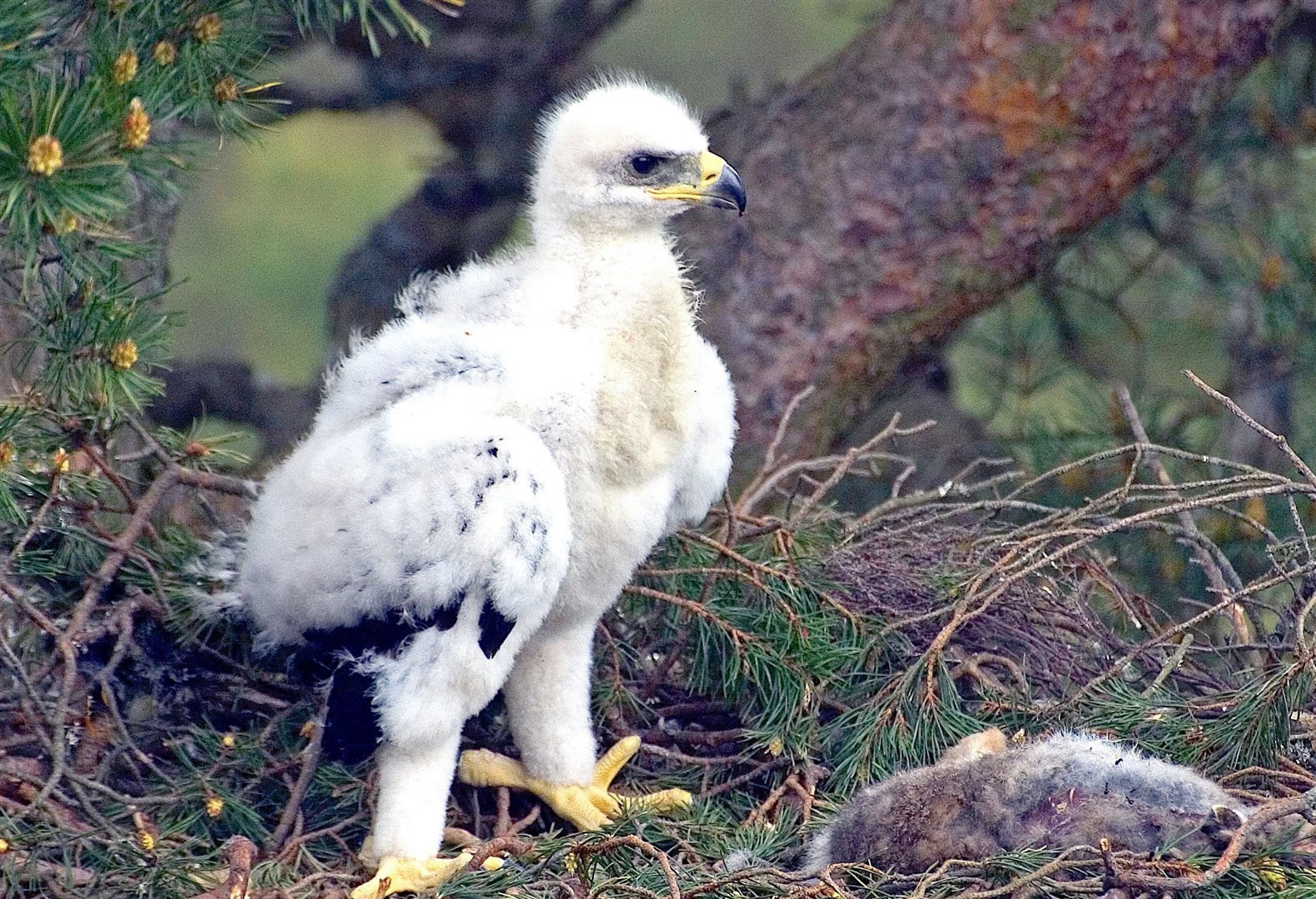 On the rise: Eagle nests show major increases on land managed by Scotland's gamekeepers.