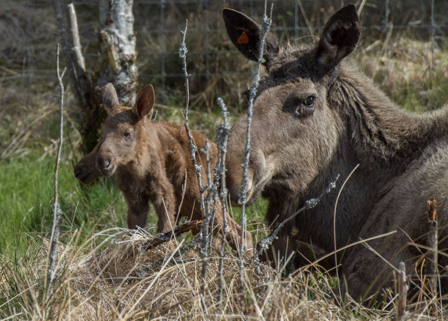 Cas with her two calves earlier this summer.