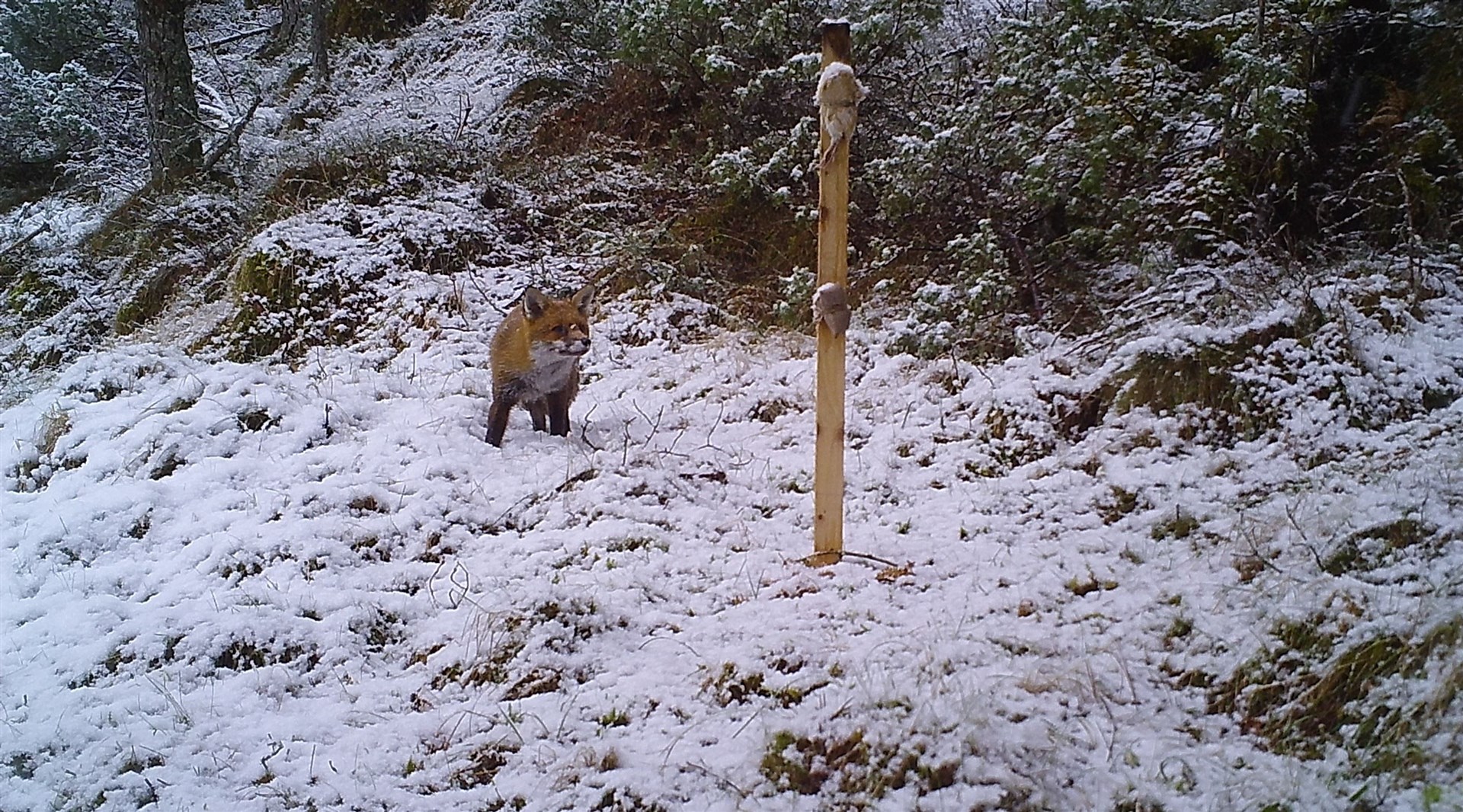 The study had initially set out to characterise the diet of foxes and pine martens to better understand how these two predators coexist.