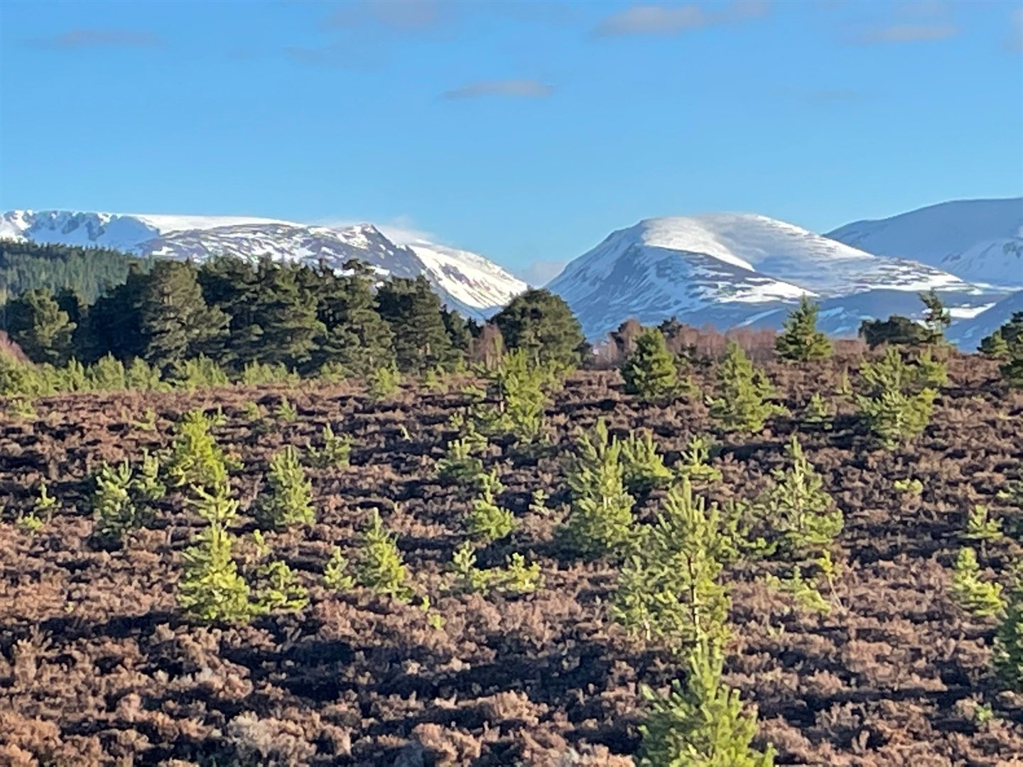 Young woodlands by the Speyside Way looking towards the Cairngorms. From library file and not related to sale.