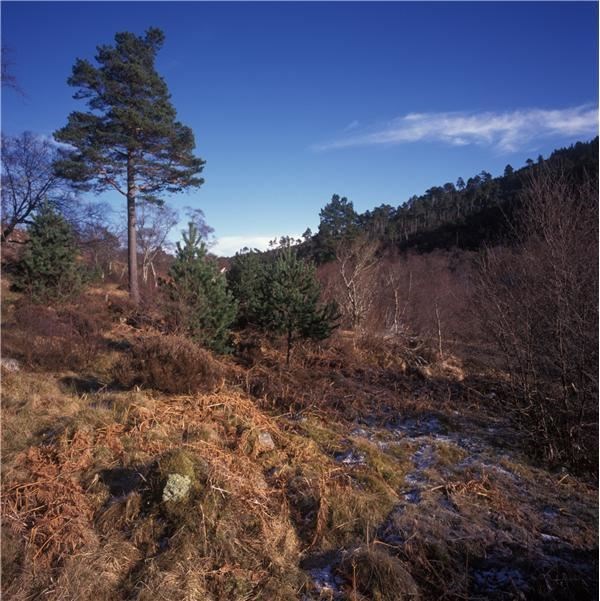 Glencharnoch Wood is situated on the western edge of Carrbridge.