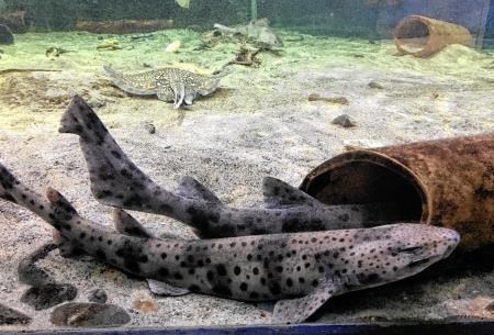 Macduff Marine Aquarium, Sharks, Shark School, Shark Season, Dogfish