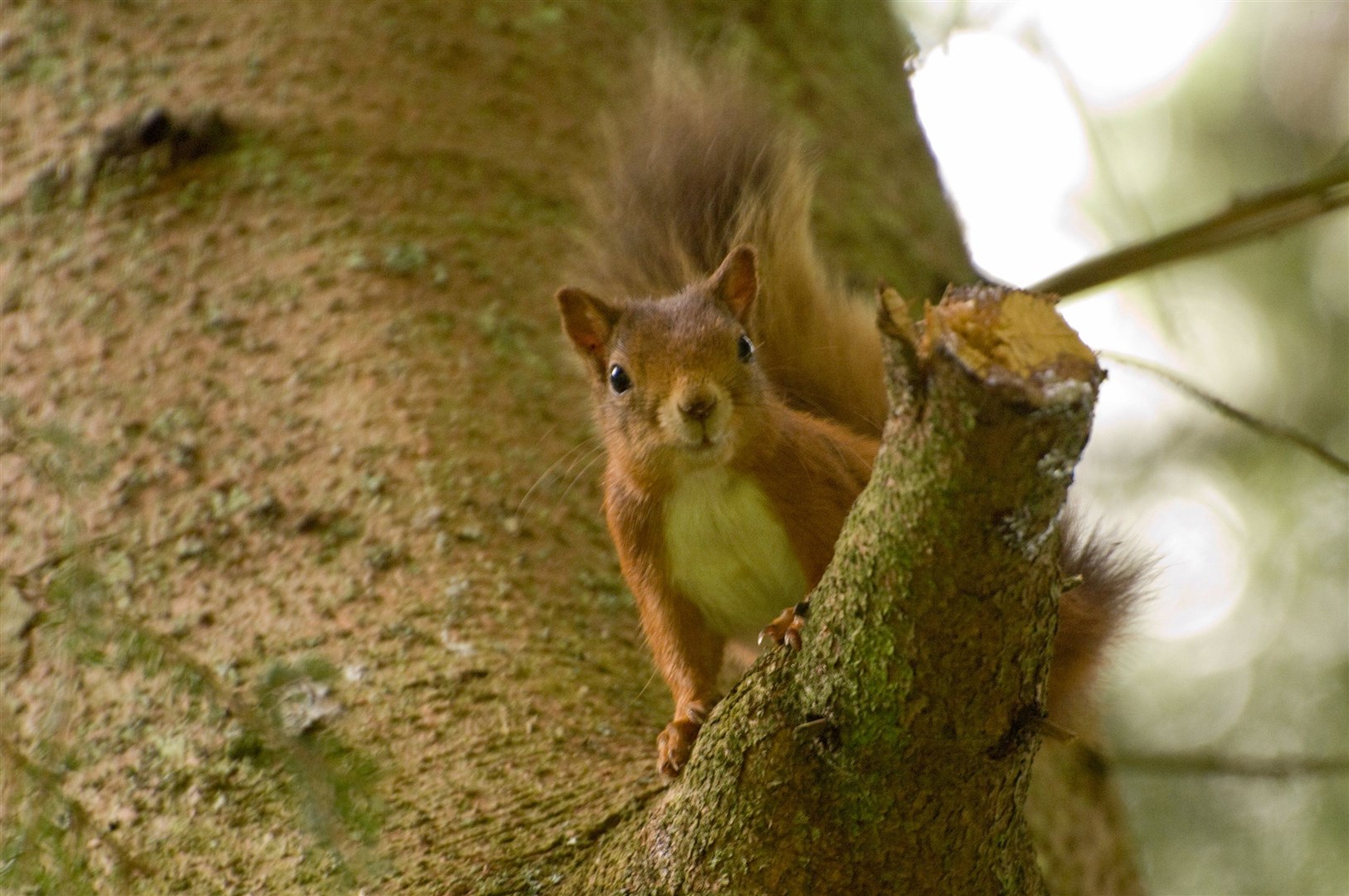 Badenoch and Strathspey is a stronghold for red squirrels but greys are gradually moving north and pose a deadly threat.