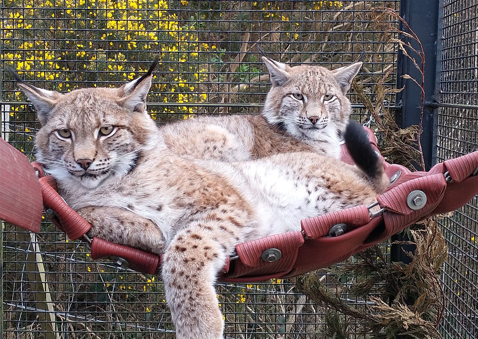 HOME SWEET HOME: The lynx are looking supremely well settle at the Highland Wildlife Park. (RZSS)