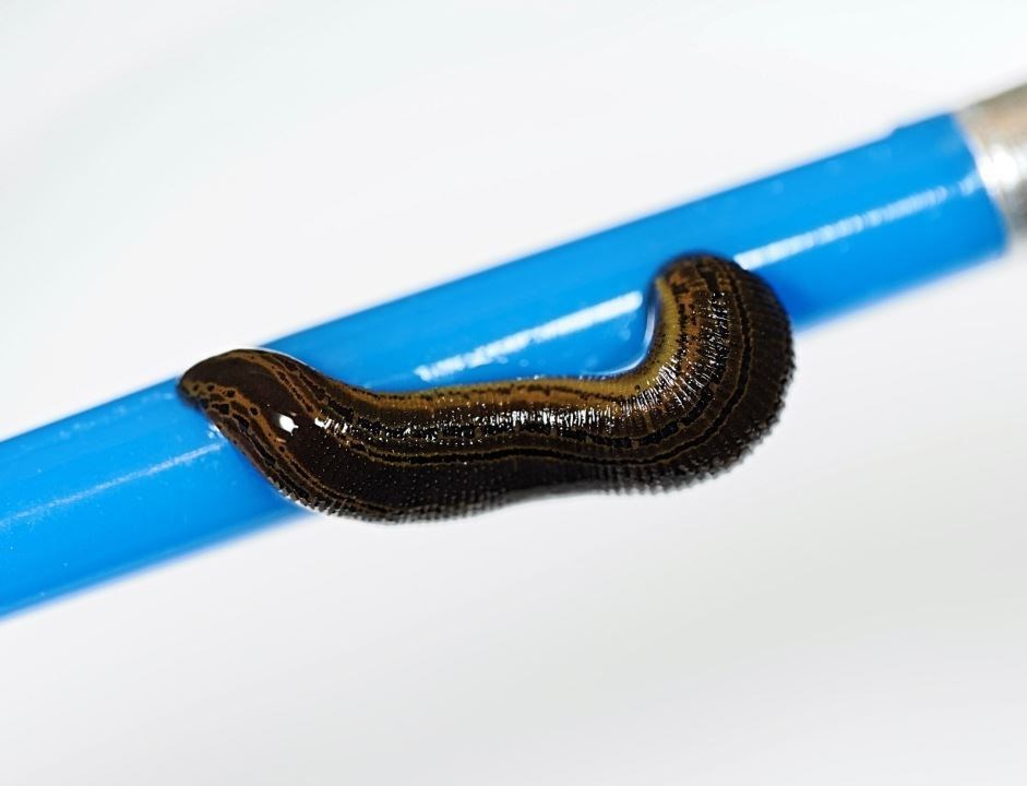 One of the slippery suckers latched onto a pencil. Picture: RZSS.