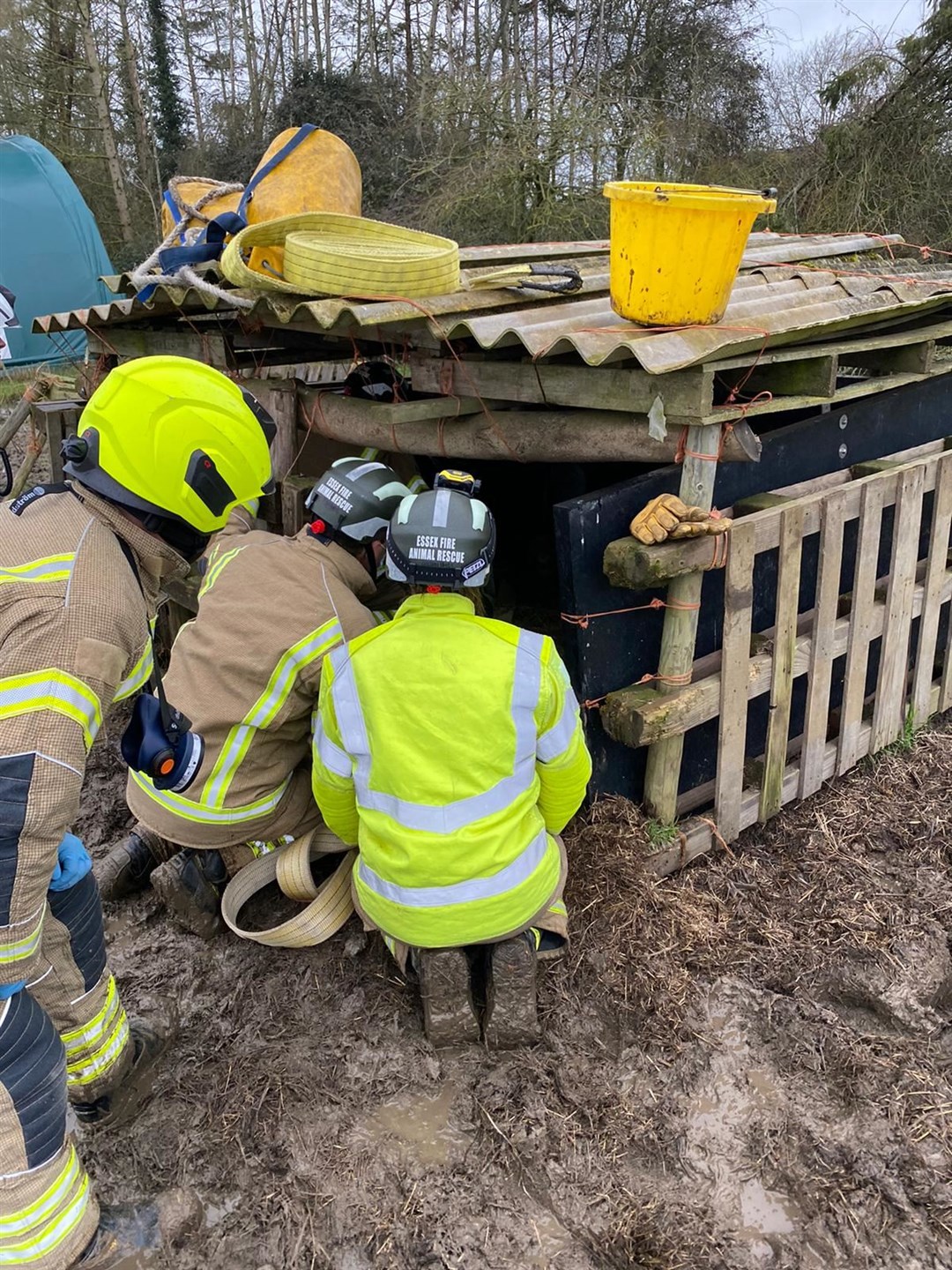 Dolly went for a lie down in her sty and got stuck in the mud (Essex County Fire and Rescue Service/ PA)
