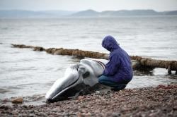 beached whale Ardersier