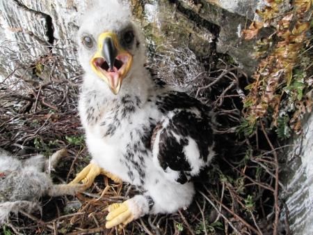 One of the new arrivals on the Invermark Estate