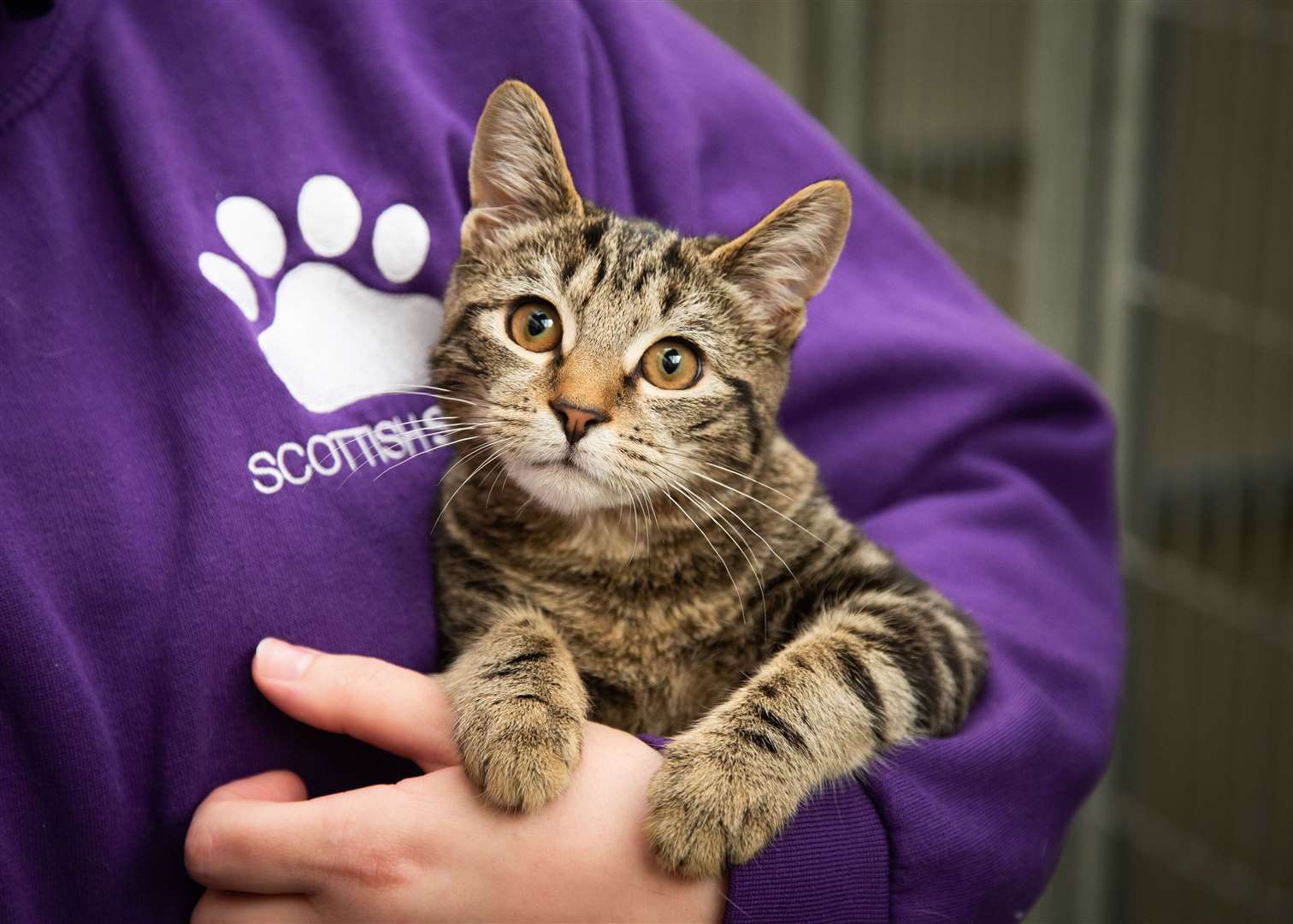 A cat waiting to be rehomed by the Scottish SPCA.