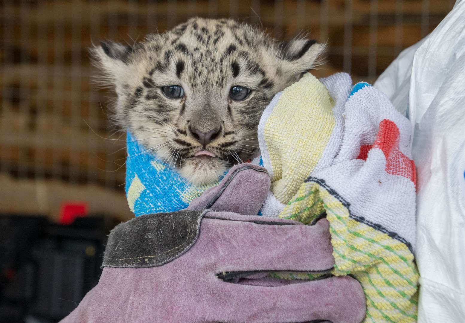 The snow leopard cubs received their first health check at the Highland Wildlife Park.