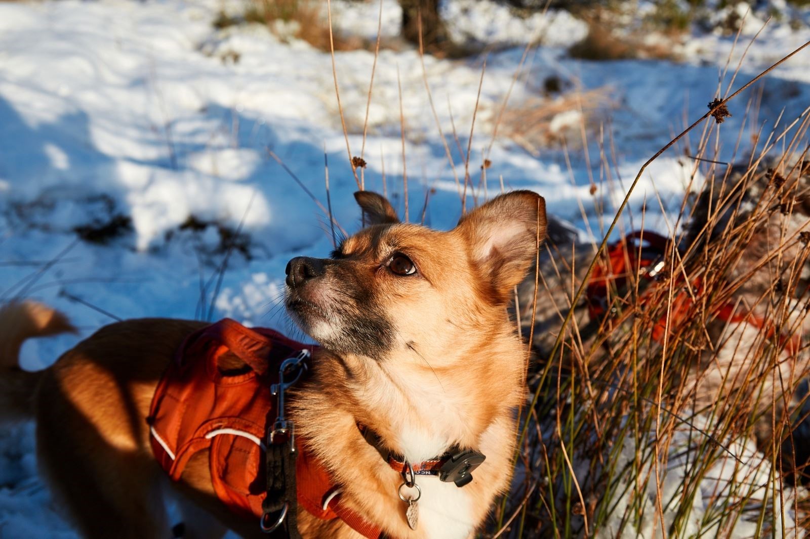 Kristina Fonseca sent in this photo of her dogs enjoying the snow.