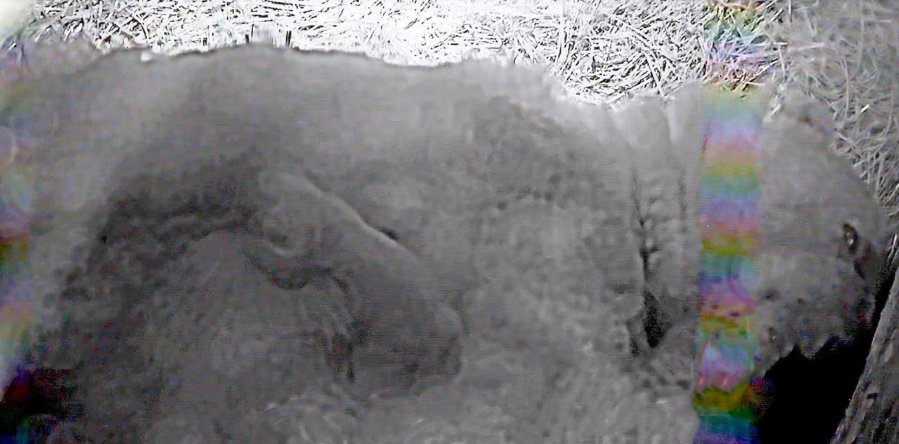 The new arrival has a crawl over mum Victoria.