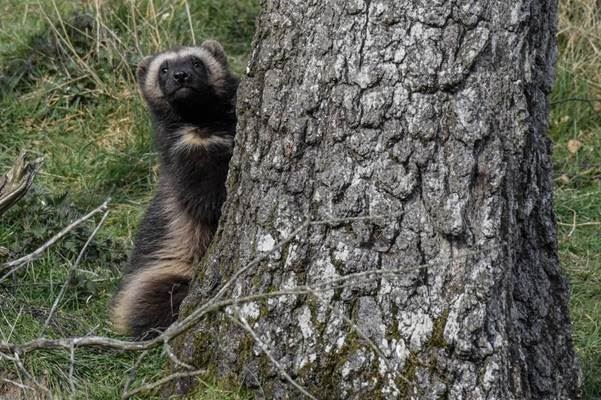 Wolverine kits are the latest new attraction at the Highland Wildlife Park.