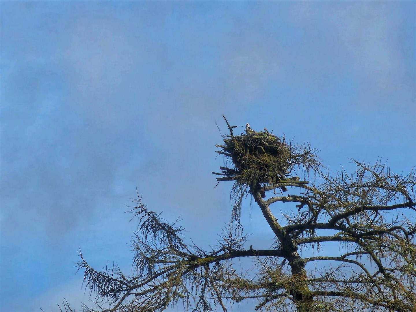BACK FROM AFRICA: The first osprey to return to Loch Insh