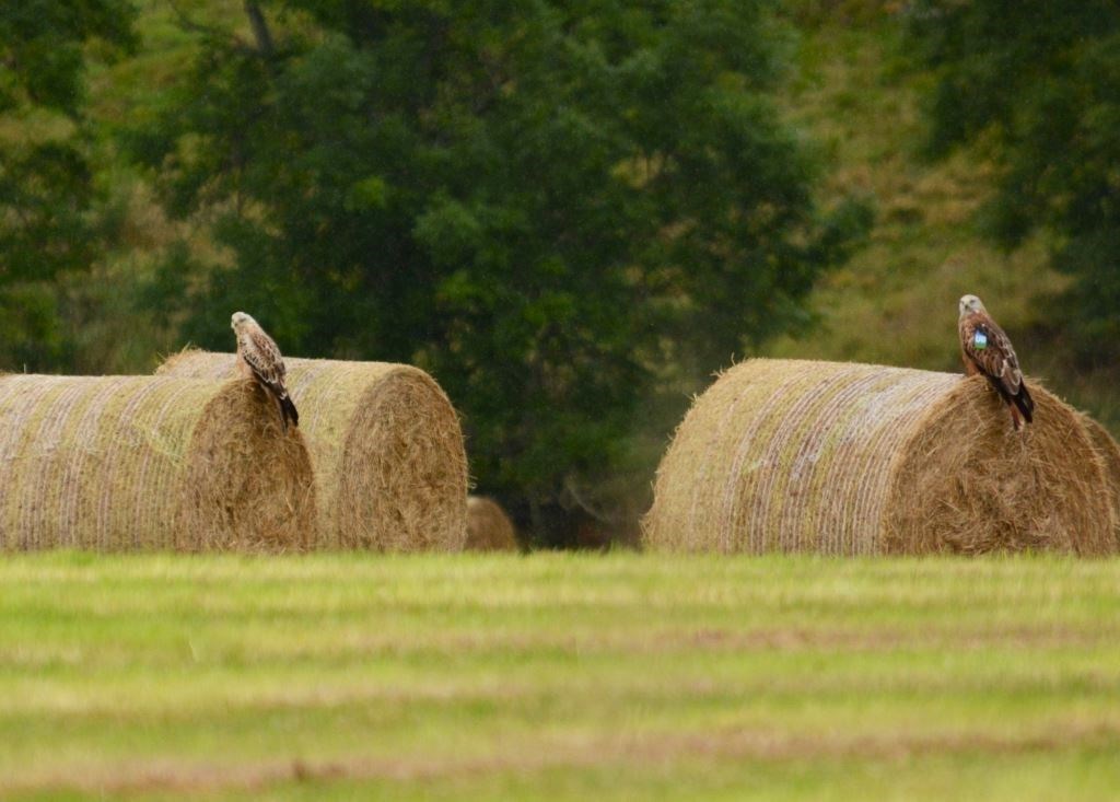 Tagged red kites on bales in the strath (Stewart Taylor)