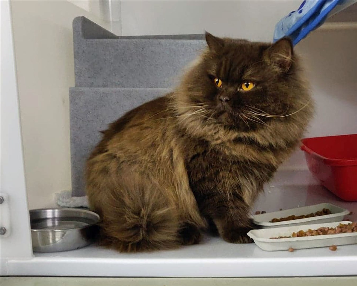 Ivan was handed to Southampton Cats Protection (Cats Protection/PA)
