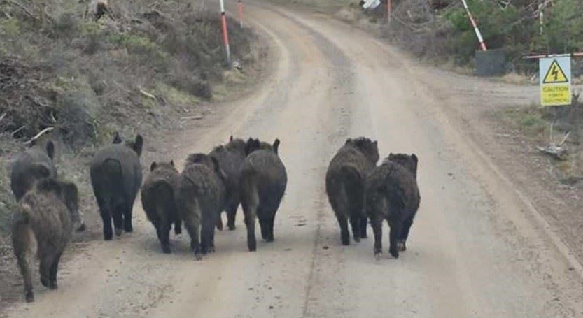 WHO DID THIS? No answers yet to the mysterious 'release' of up to 20 wild boar between Kingussie and Kincraig