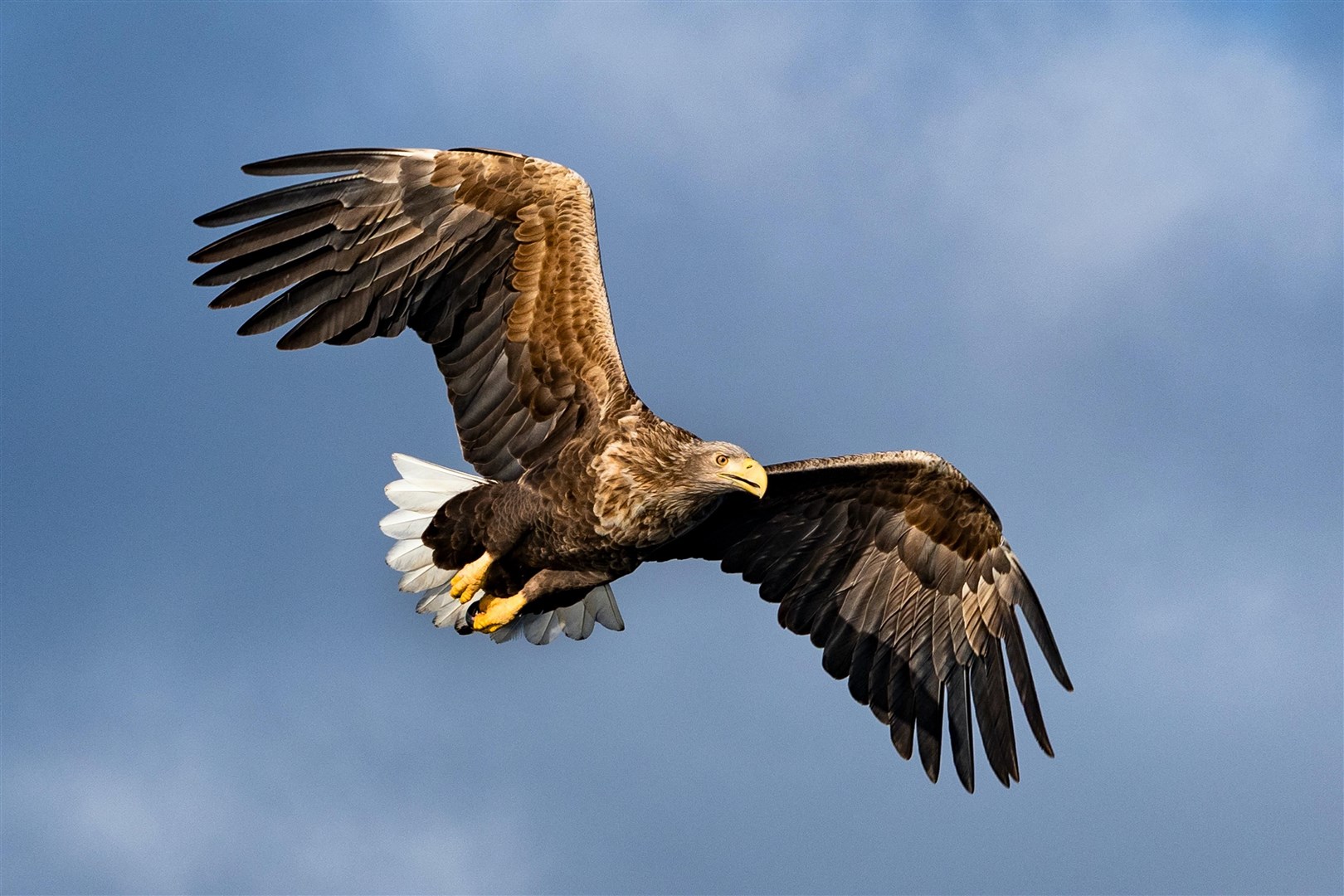 Exquisite: the sea eagle (library photograph by Dorothea Oldani)