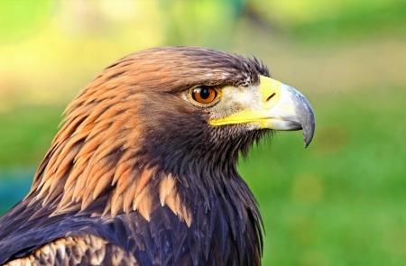 The majestic golden eagle is establishing itself in mountain range