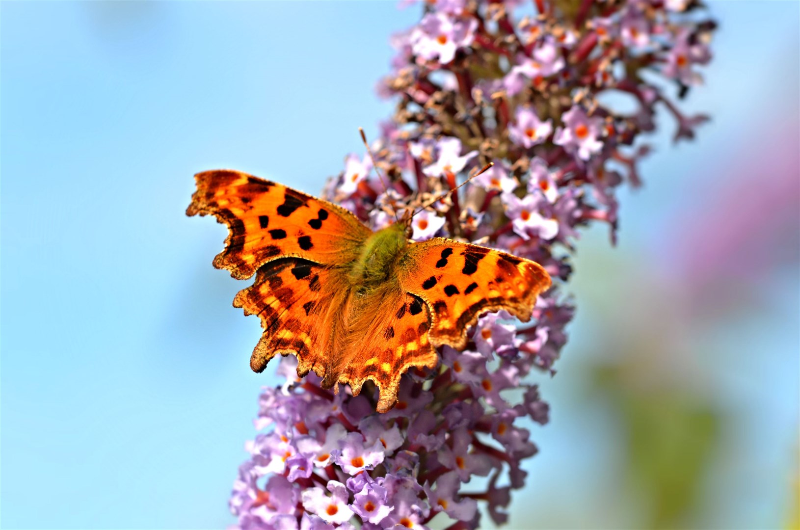 The population of the Comma is flourishing once more. Picture: Andrew Cooper, Butterfly Conservation.