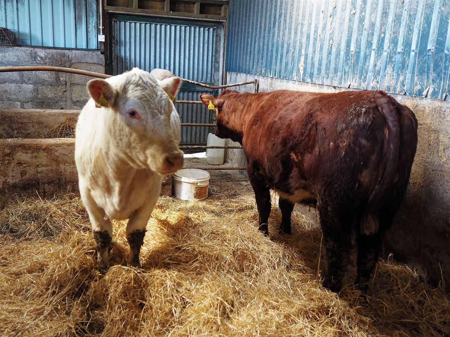 FOR HEIFER AND HEIFER: A red one and a white one, both for Strathspey's beloved vet.