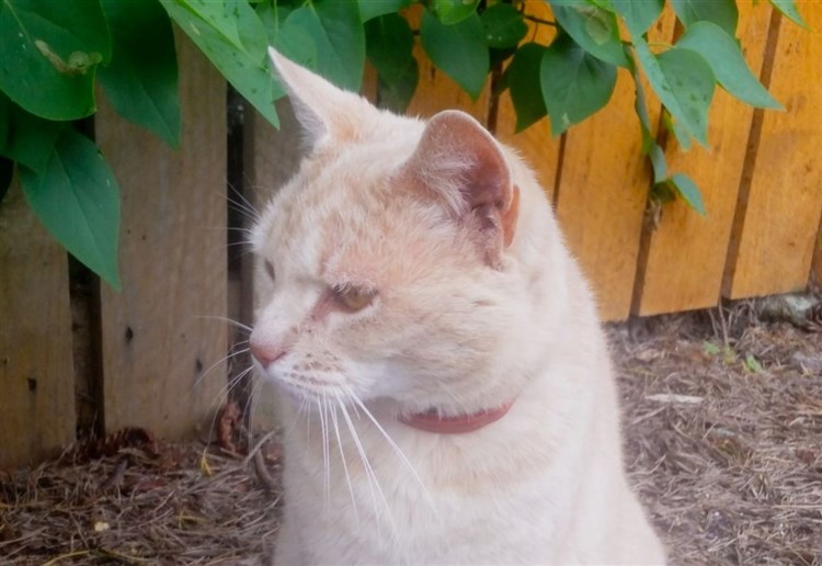 Aviemore corner shocked by ‘tragic’ death of roadside friend Mango