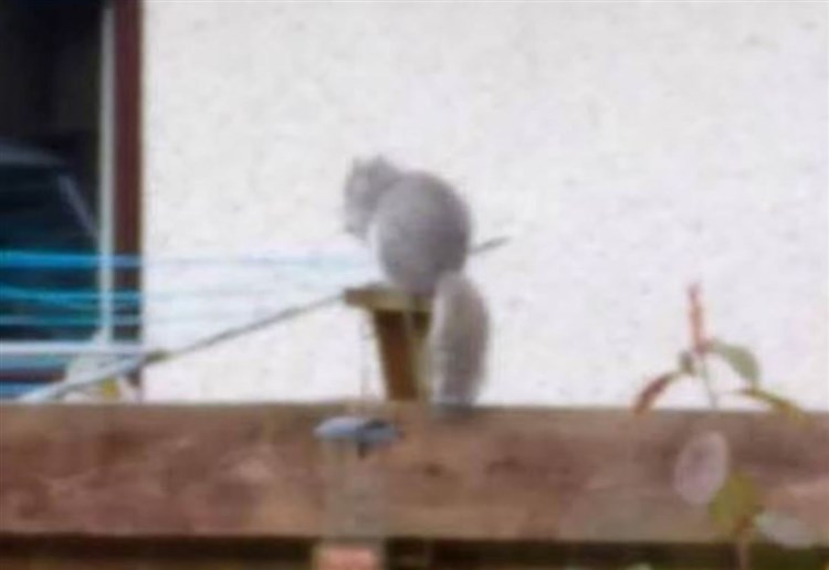 Red alert is stood down after ‘sighting’ of grey squirrel in Kingussie