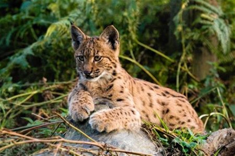 Lynx Campaign Reaches Boat Of Garten