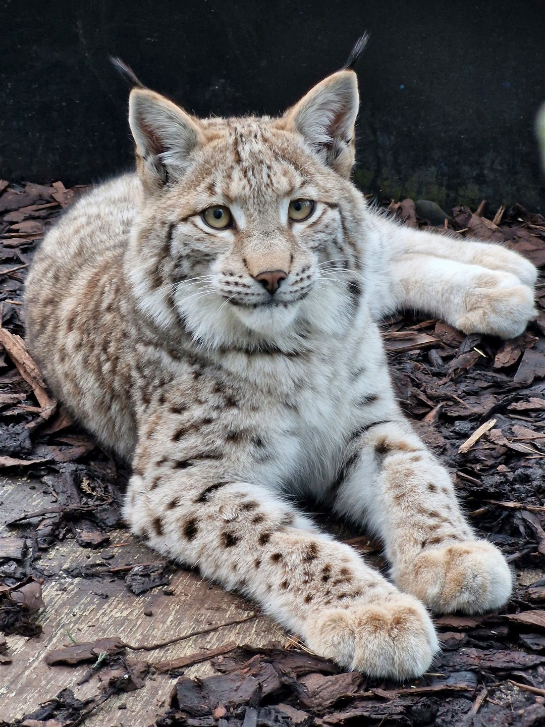 Lynx B settled in at Edinburgh Zoo. Picture: RZSS.