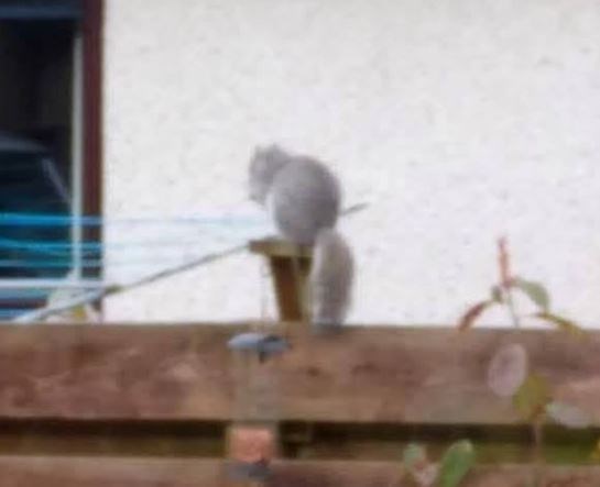 It was all a hoax.... it turns out that the photograph was taken in Perthshire and not Kingussie.