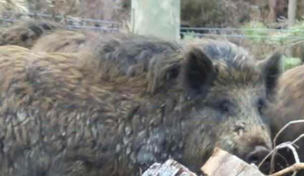CONDEMNED: The release of the feral boars has been condemned by the national park authority, which is now helping other agencies to round them up.