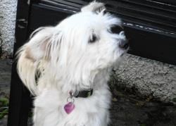 Paddy has made a full recovery and now has a new home.