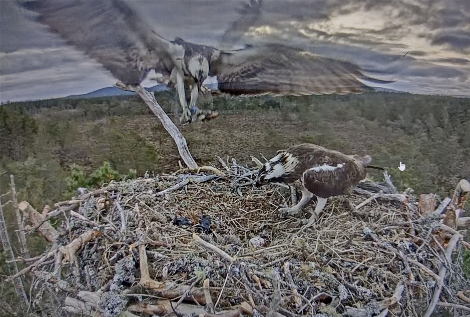 Hard at work at the best known nest in Strathspey