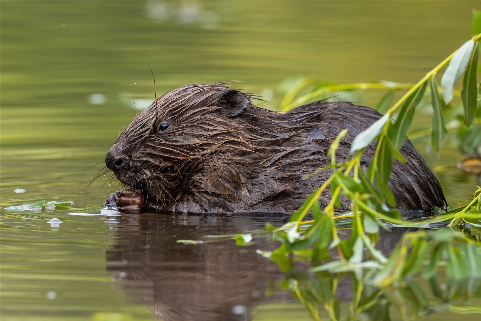 Eurasian beaver, castor fiber, gnawing at some lunch. A second round of consultations is now under way in Badenoch and Strathspey on the creature's reintroduction to the wild.